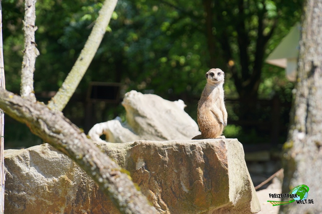 Erdmännchen im Tierpark Hamm - 2015