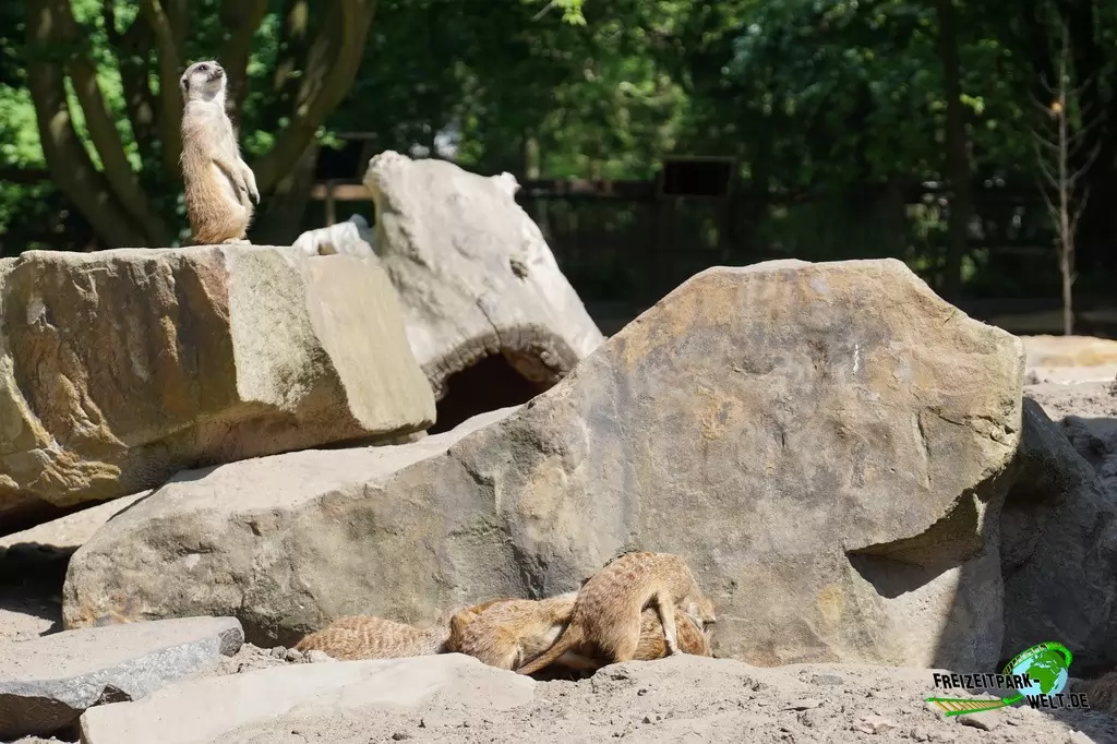 Erdmännchen im Tierpark Hamm - 2015