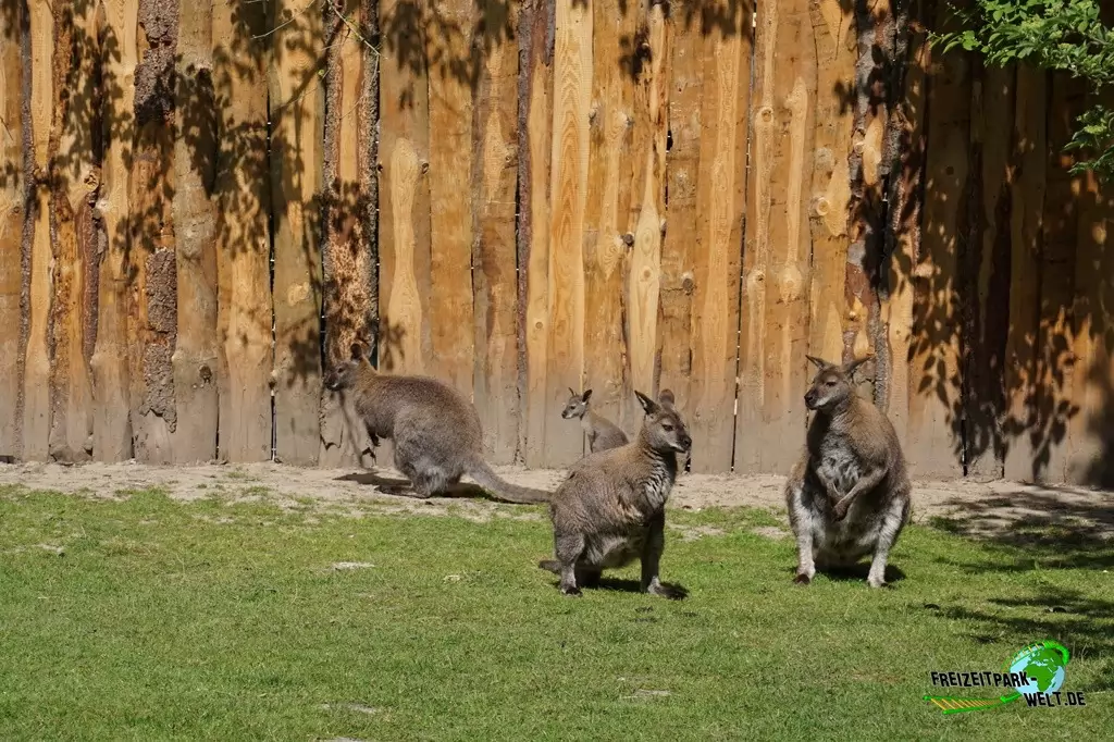 Benettkänguru im Tierpark Hamm - 2015