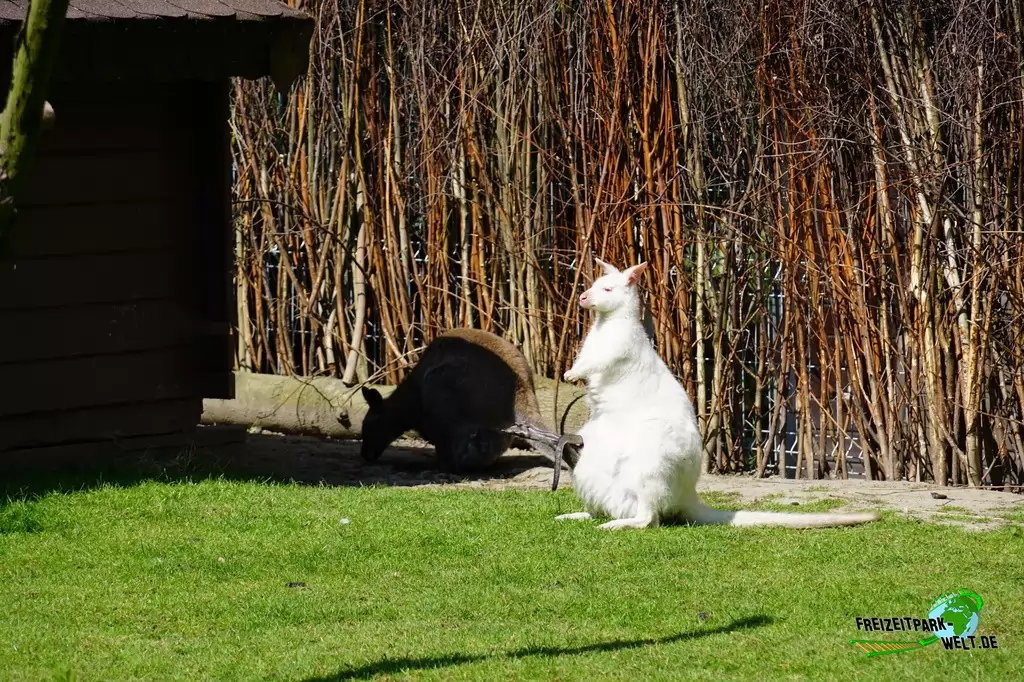 Benettkänguru im Tierpark Hamm - 2015