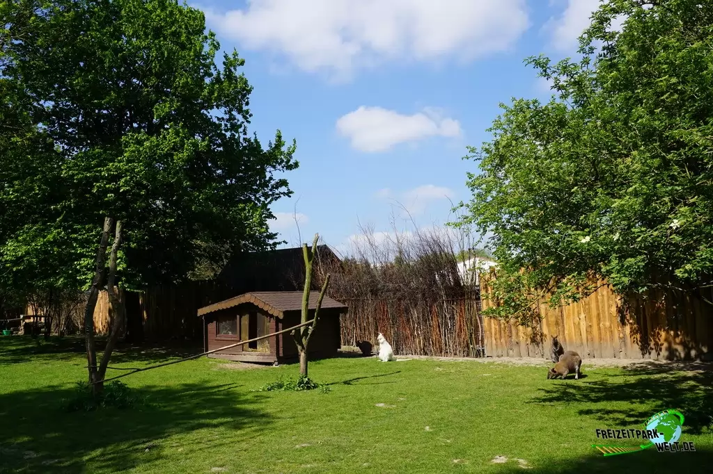 Benettkänguru im Tierpark Hamm - 2015