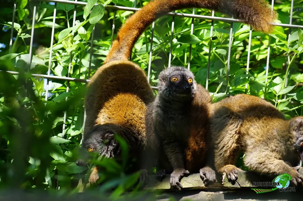 Husarenaffe im Tierpark Hamm - 2015