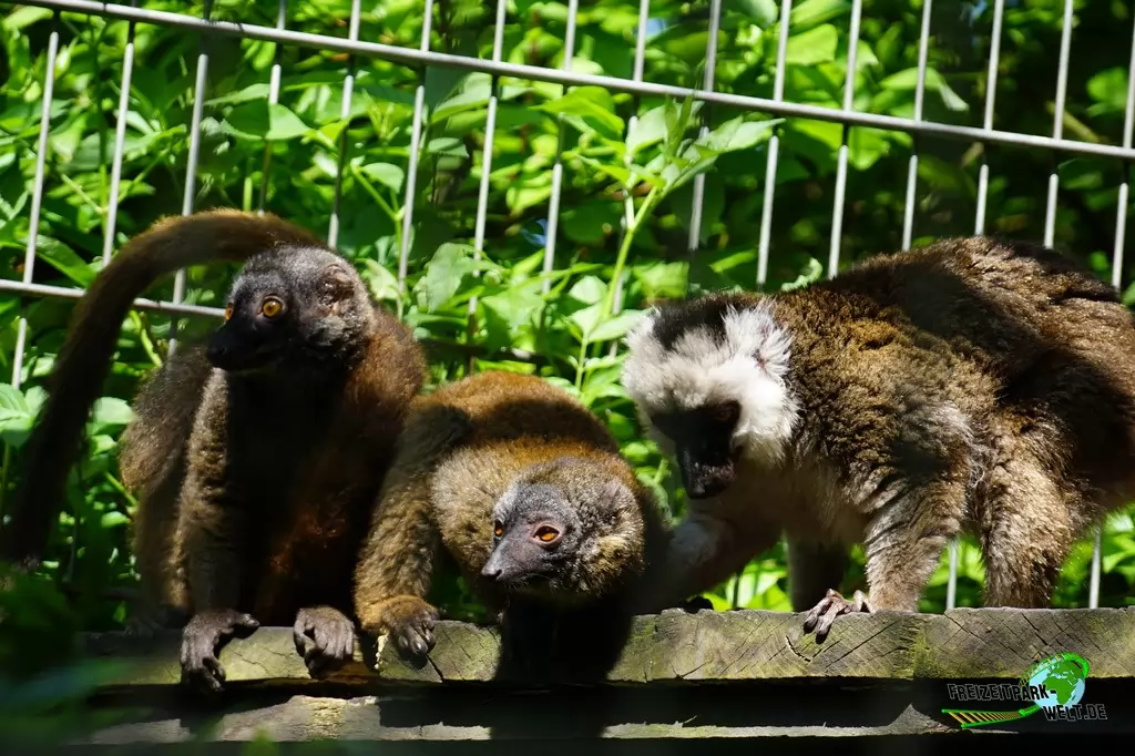 Husarenaffe im Tierpark Hamm - 2015