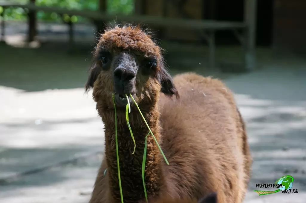Alpaka im Tierpark Hamm - 2015