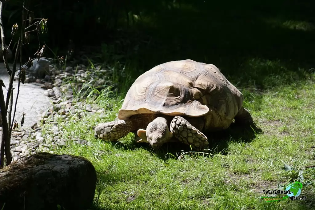 Seychellen-Riesenschildkröte im Tierpark Hamm - 2015