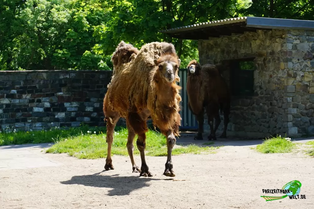 Trampeltier im Tierpark Hamm - 2015