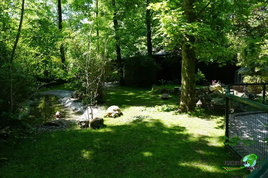 Seychellen-Riesenschildkröte im Tierpark Hamm - 2015