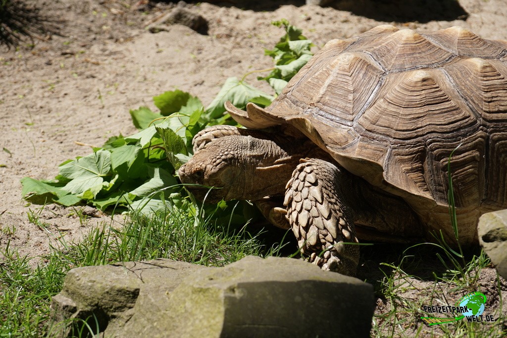 Seychellen-Riesenschildkröte - Tierpark Hamm