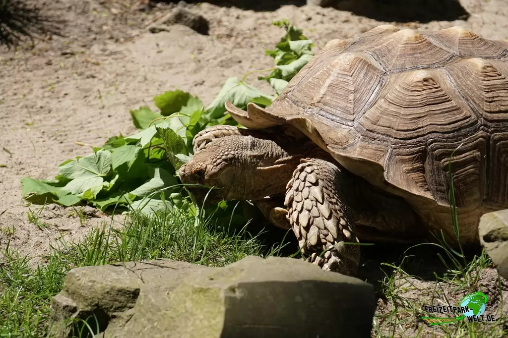 Seychellen-Riesenschildkröte im Tierpark Hamm - 2015