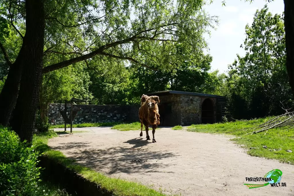 Trampeltier im Tierpark Hamm - 2015