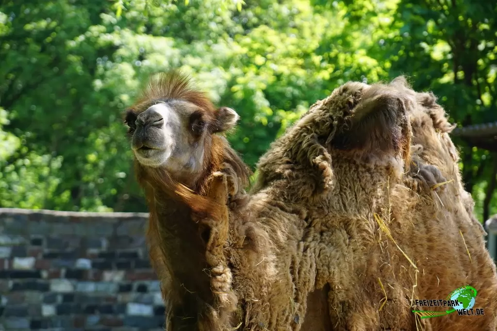 Trampeltier im Tierpark Hamm - 2015