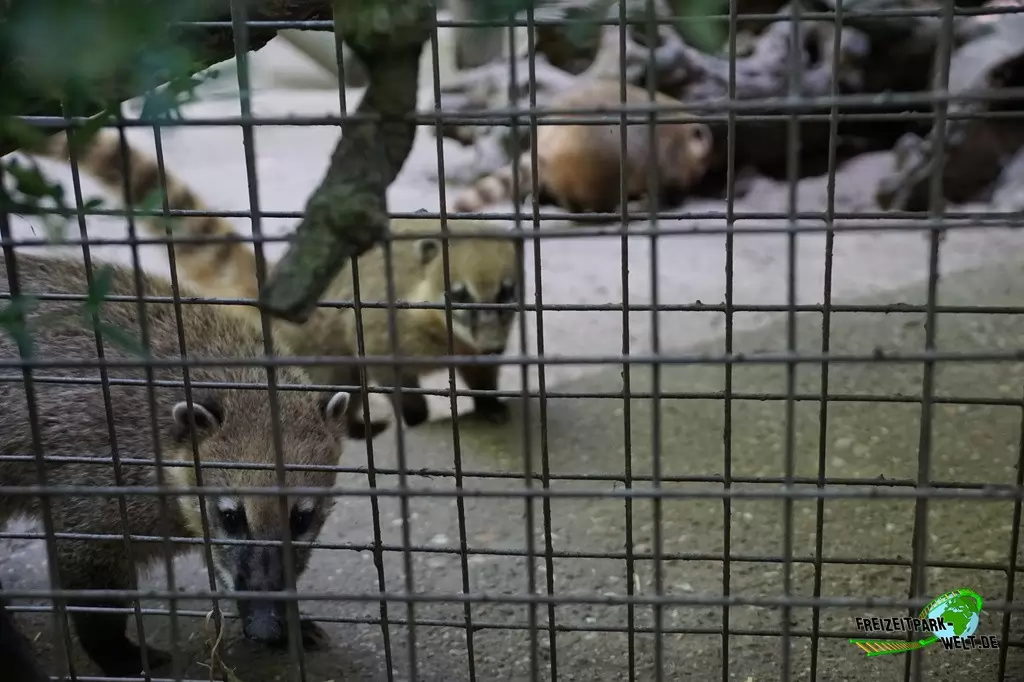 Nasenbär im Tierpark Hamm - 2015