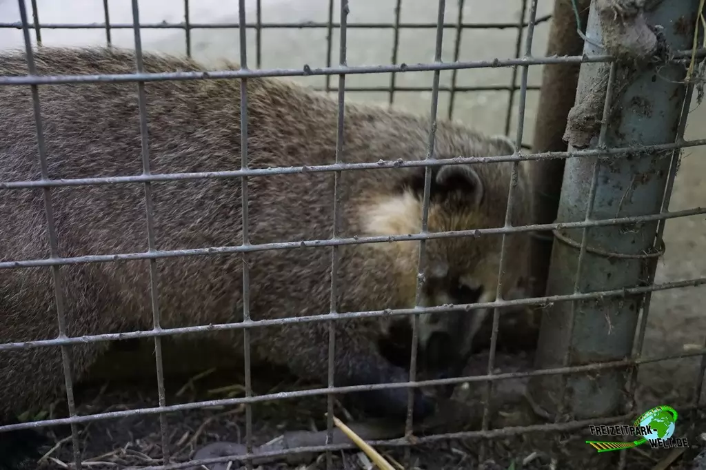 Nasenbär im Tierpark Hamm - 2015