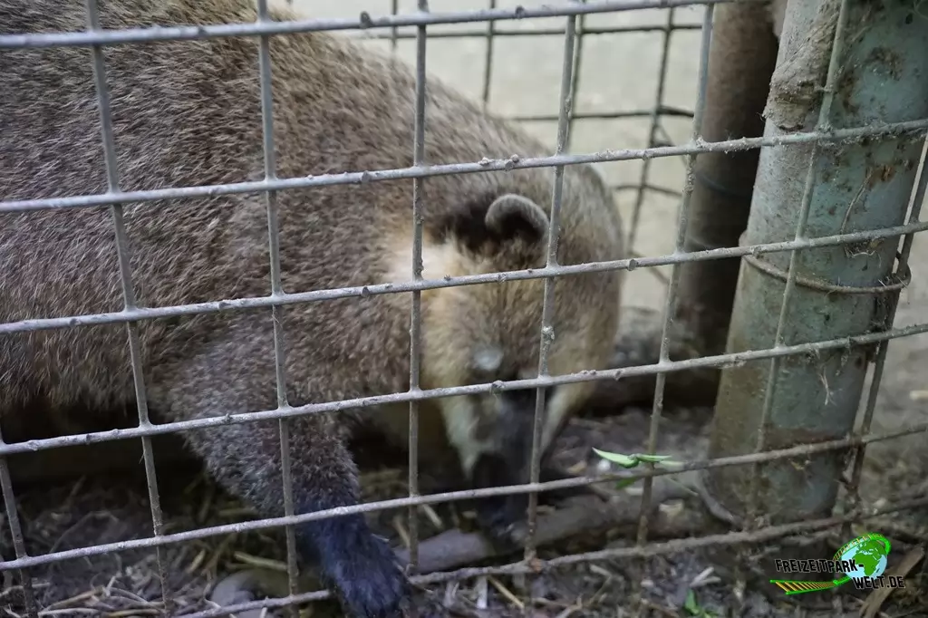 Nasenbär im Tierpark Hamm - 2015