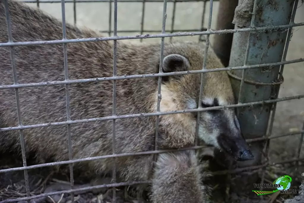 Nasenbär im Tierpark Hamm - 2015