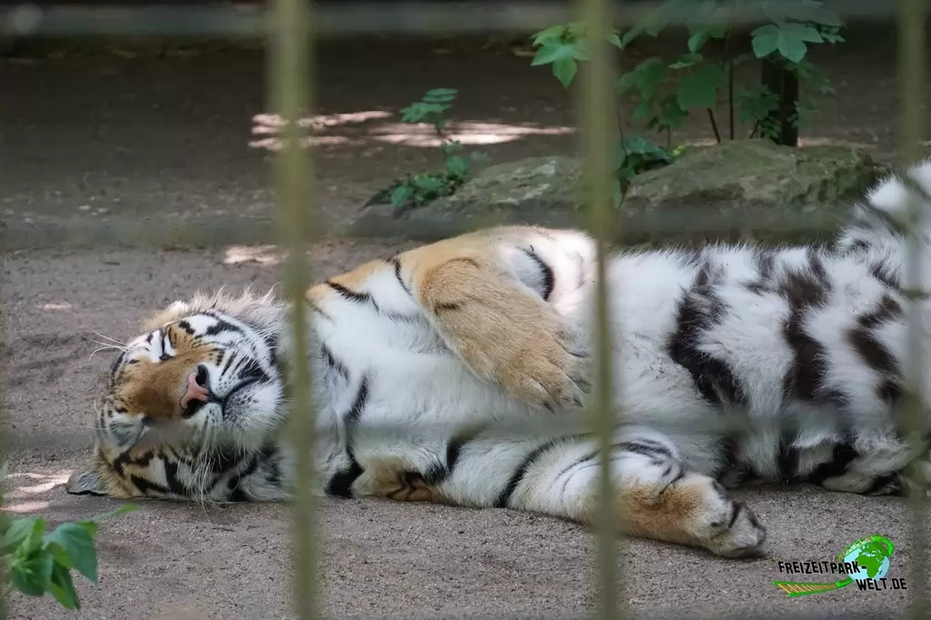 Sibirischer Tiger im Tierpark Hamm - 2015