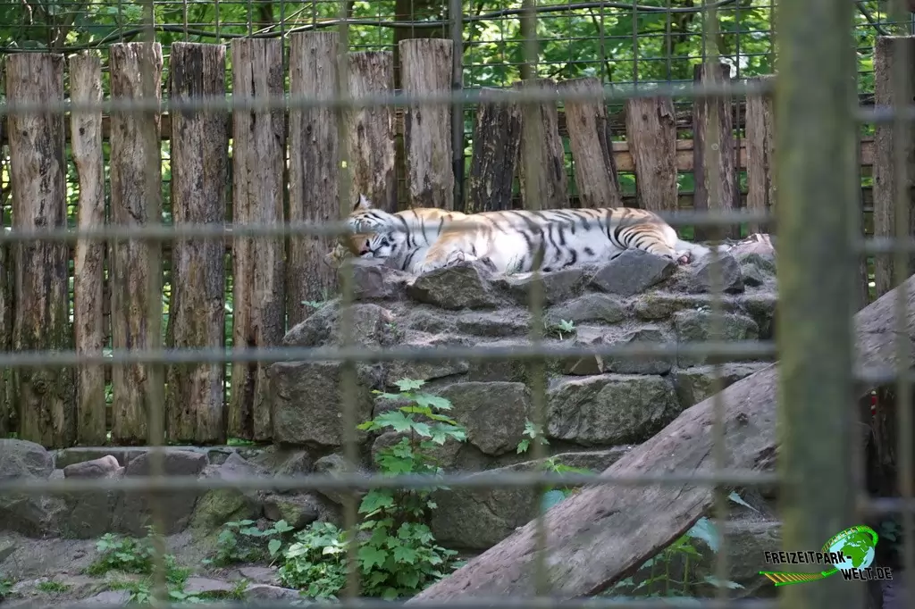 Sibirischer Tiger im Tierpark Hamm - 2015