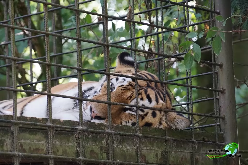 Sibirischer Tiger im Tierpark Hamm - 2018