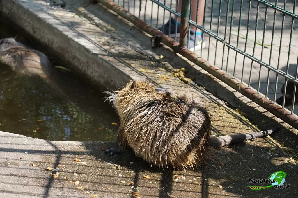 Nutria im Tierpark Hamm - 2018