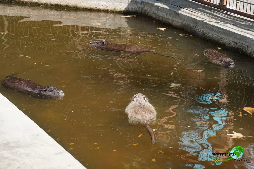 Nutria im Tierpark Hamm - 2018