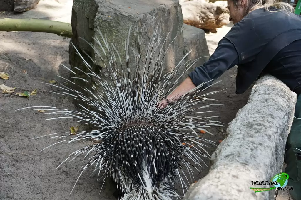 Weißschwanz-Stachelschwein im Tierpark Hamm - 2018