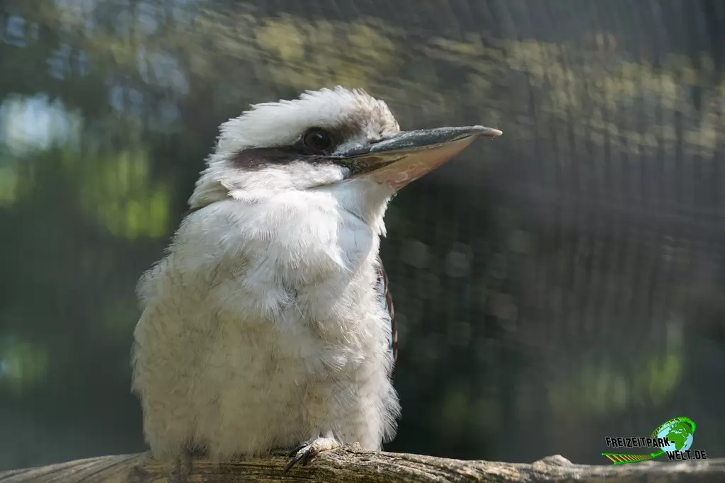Lachender Hans im Tierpark Hamm - 2018