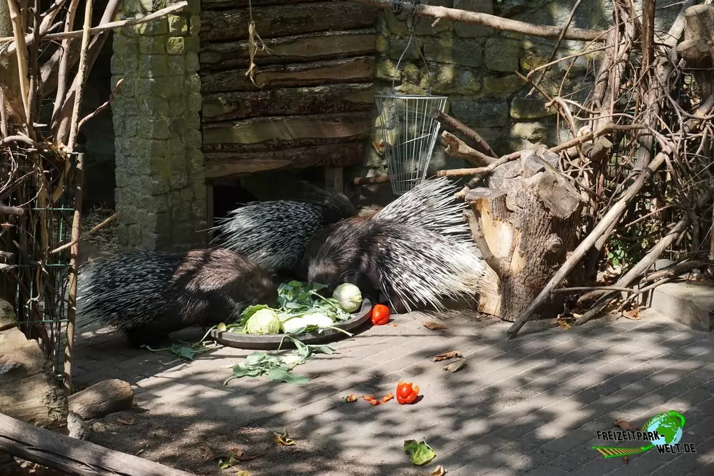 Weißschwanz-Stachelschwein im Tierpark Hamm - 2018