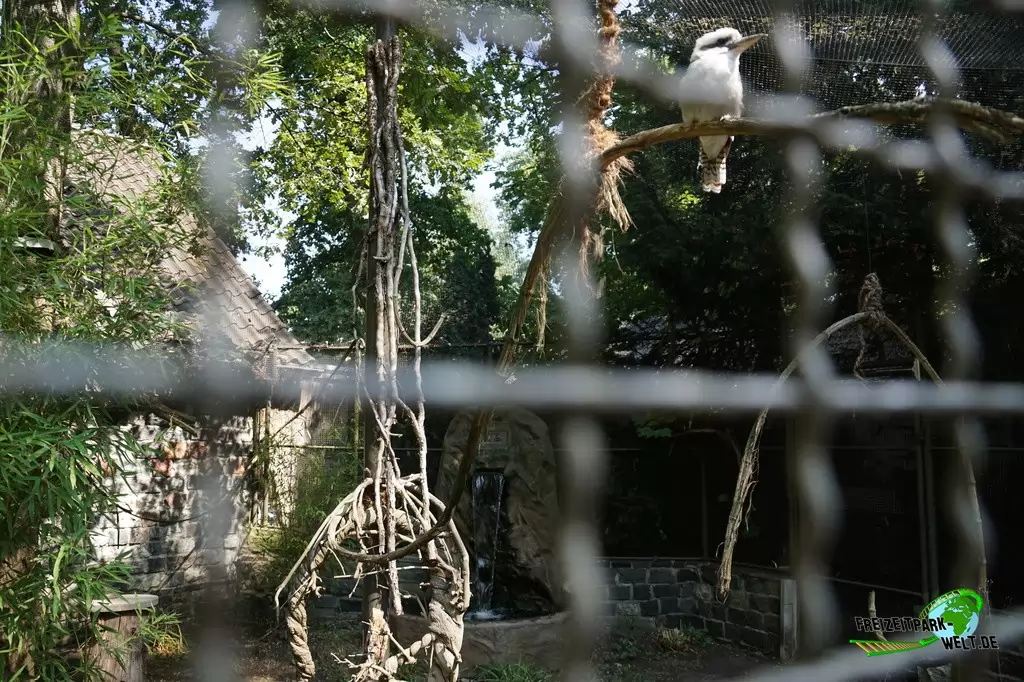 Lachender Hans im Tierpark Hamm - 2018