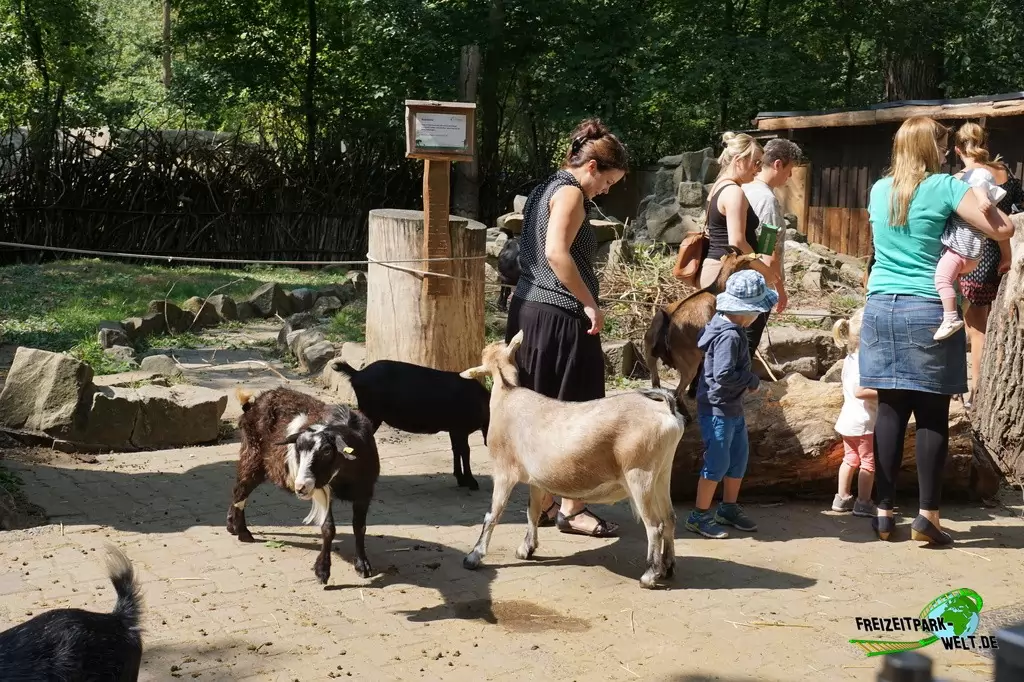 Afrikanische Zwergziege im Tierpark Hamm - 2018