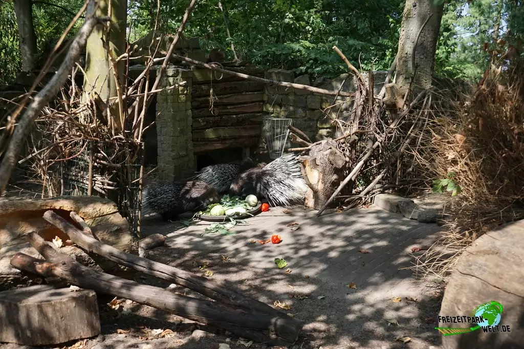 Weißschwanz-Stachelschwein im Tierpark Hamm - 2018
