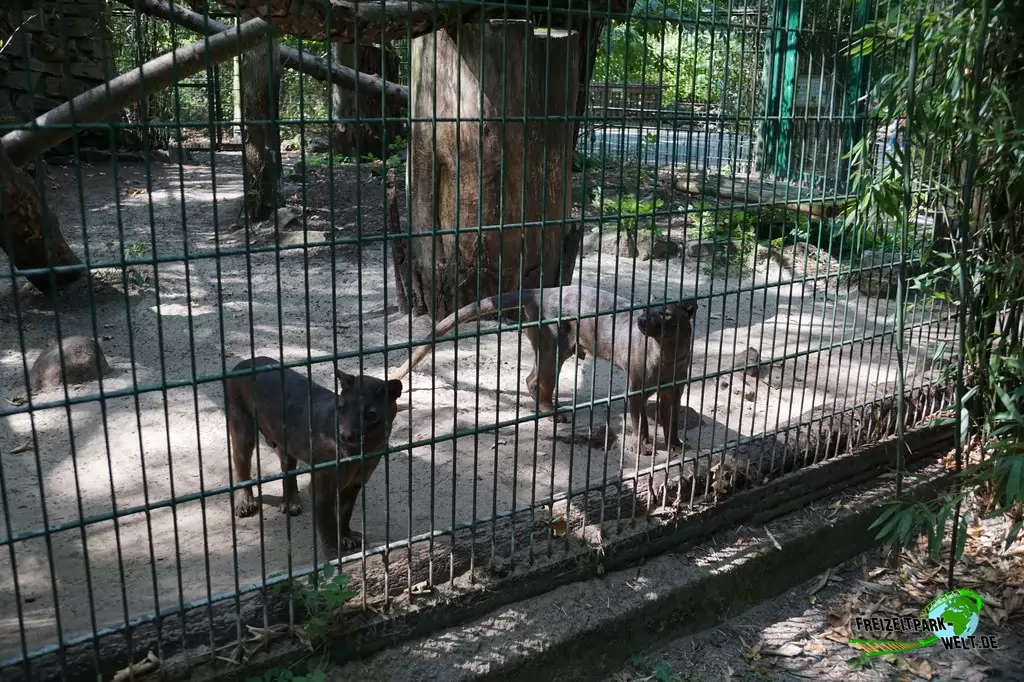 Fossa im Tierpark Hamm - 2018