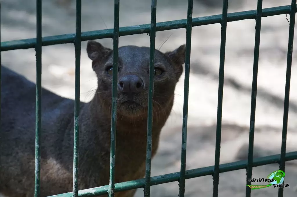 Fossa im Tierpark Hamm - 2018