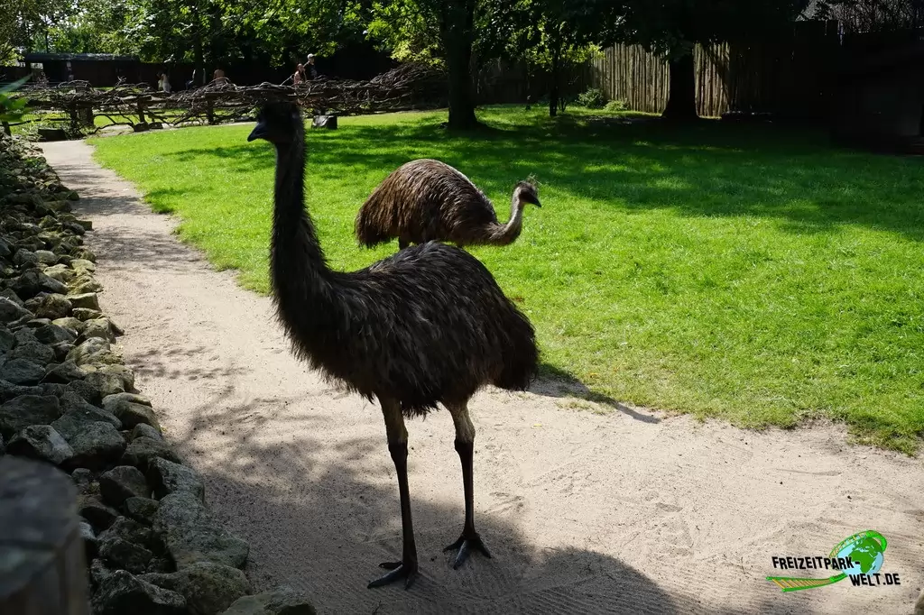 Emu im Tierpark Hamm - 2018