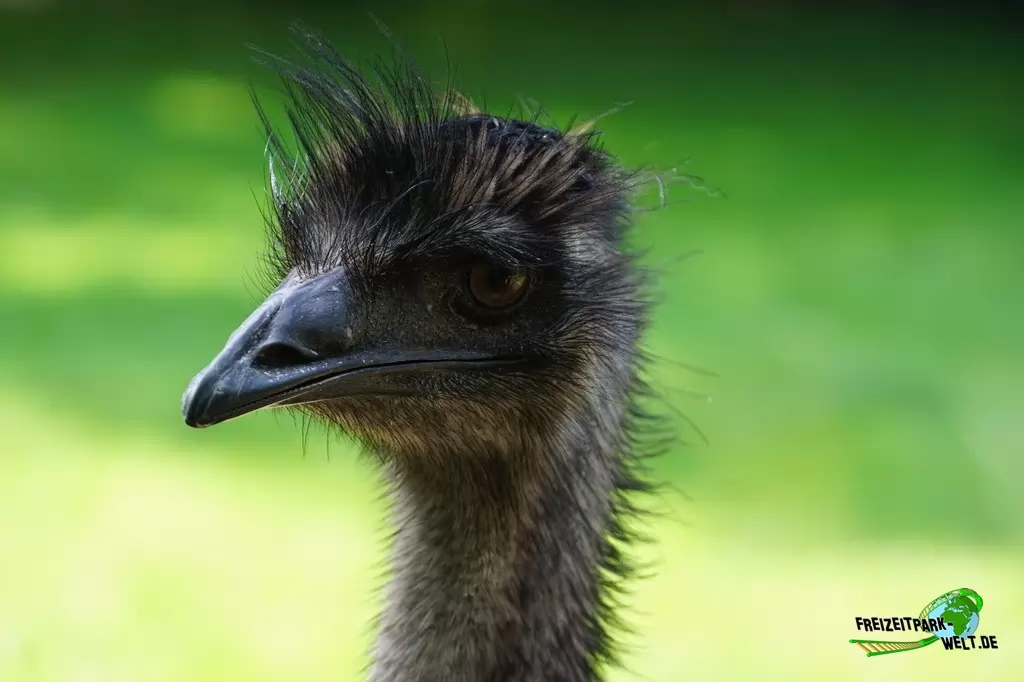 Emu im Tierpark Hamm - 2018