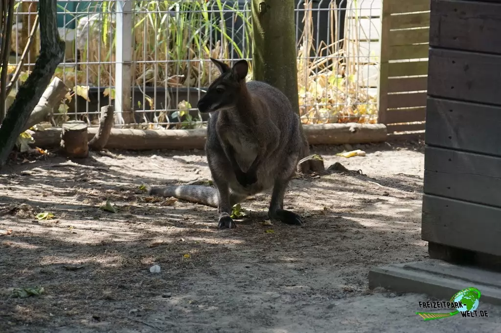 Benettkänguru im Tierpark Hamm - 2018
