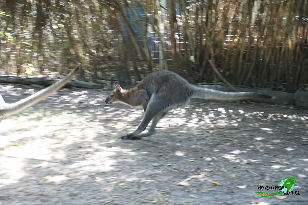 Benettkänguru im Tierpark Hamm - 2018
