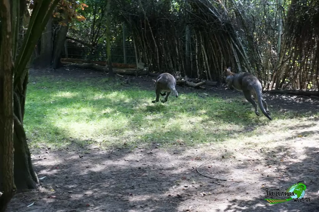 Benettkänguru im Tierpark Hamm - 2018