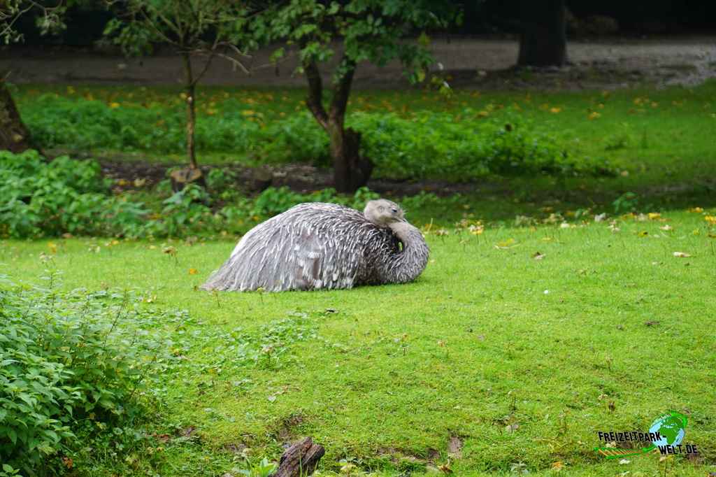 Südafrikanischer Blauhalsstrauß Tierpark Hellabrunn Freizeitpark