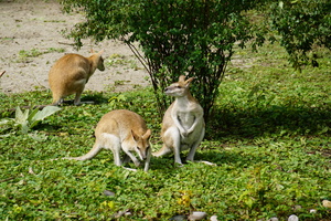 Mini-Galerie Tierpark Hellabrunn Foto 5