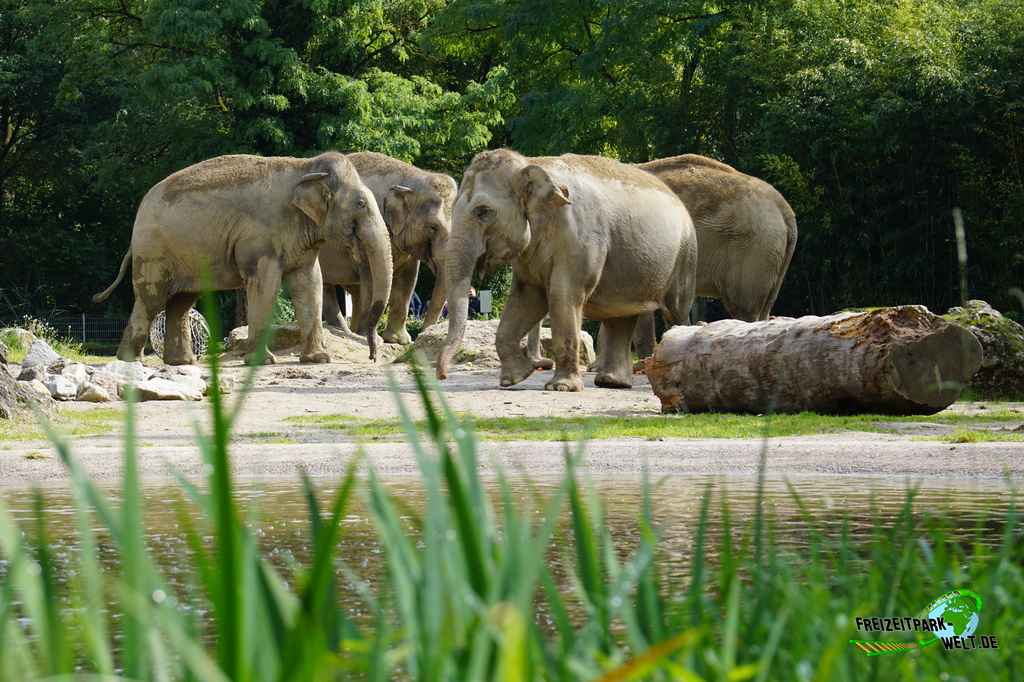 Asiatischer Elefant im Tierpark Hellabrunn - 2017