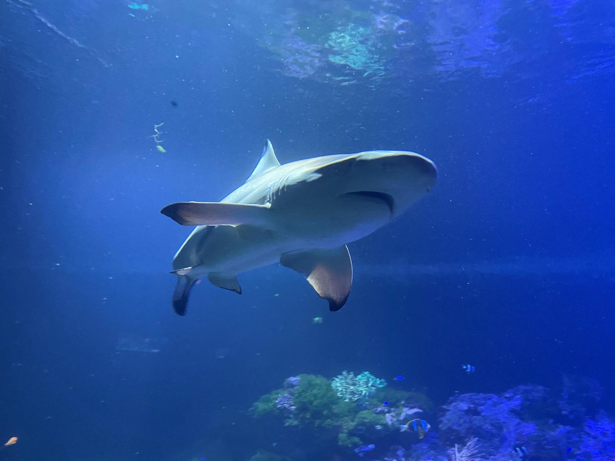 Neue Haie im Hellabrunner Aquarium Tierpark Hellabrunn