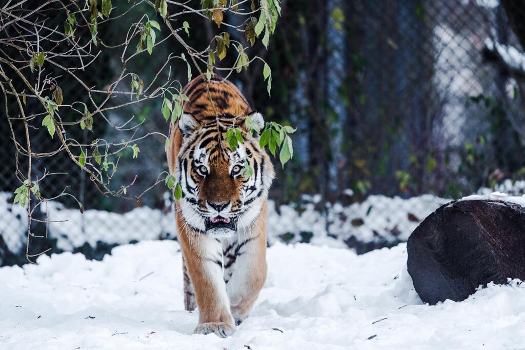 20231206_TigerSchnee_Hellabrunn_JanSaurer.jpeg