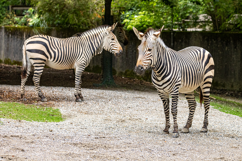 2024-10-Zebra_Maria Fencik.jpg