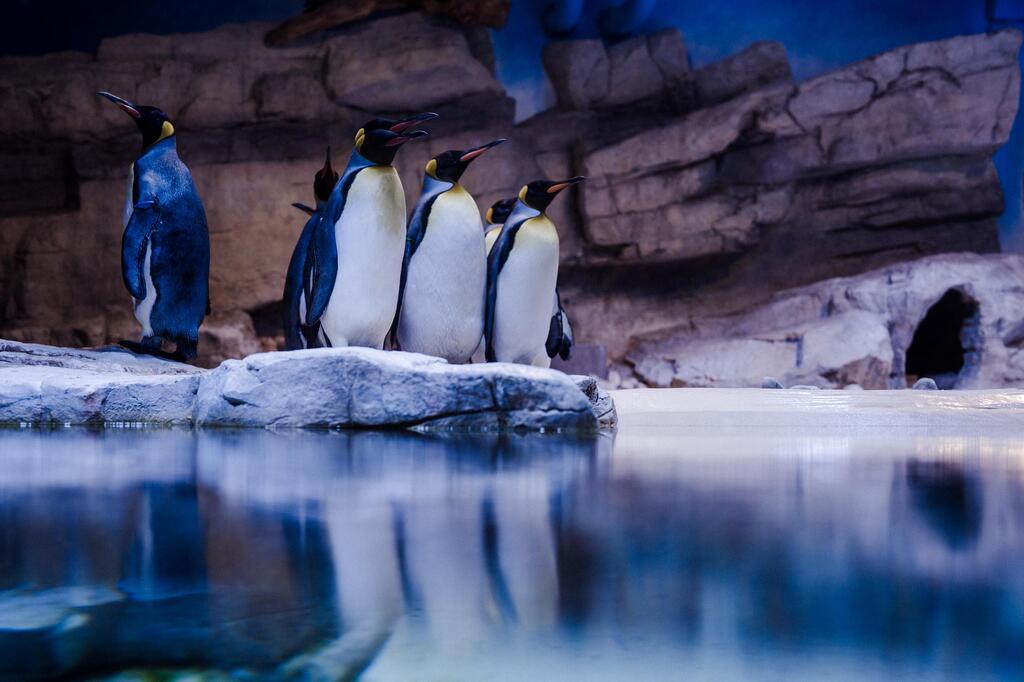 pinguinsen (2).jpeg