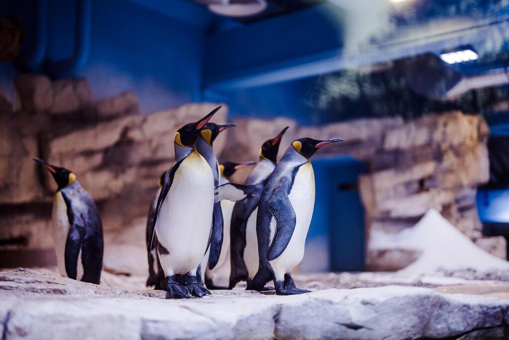 pinguinsen (1).jpeg