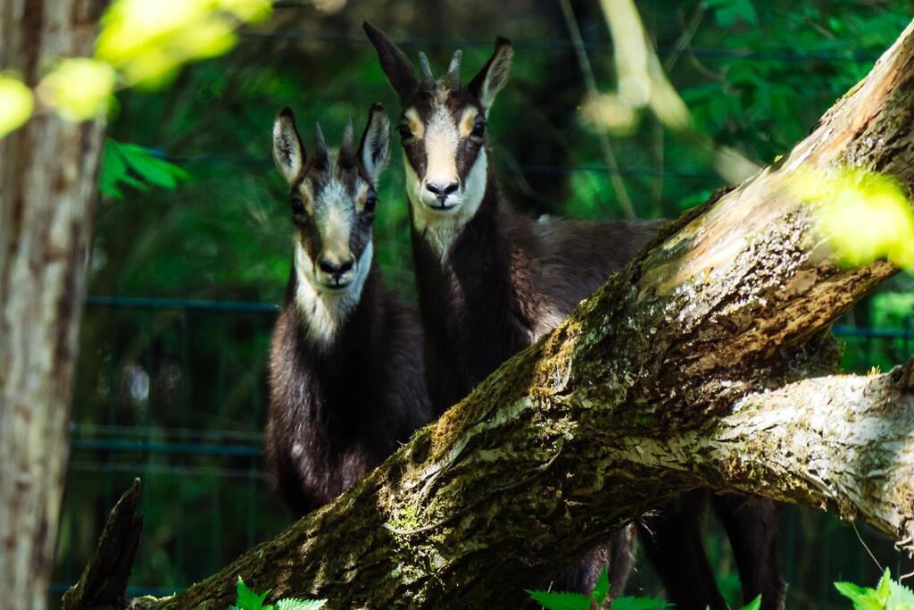 20250429_Tierpark Hellabrunn_Alpengmse_Jan Saurer.jpeg