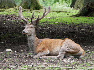 Teaserfoto Tierpark Hexentanzplatz