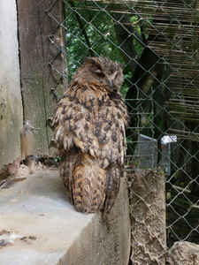 Mini-Galerie Tierpark Klingenthal Foto 4