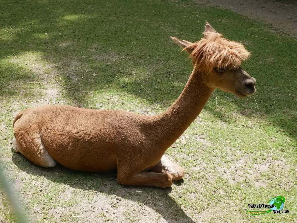 Alpaka im Tierpark Klingenthal - 2020