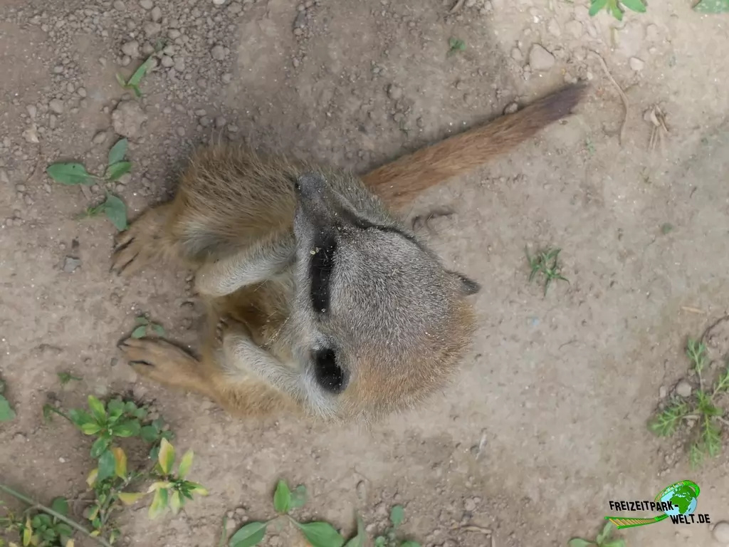 Erdmännchen im Tierpark Klingenthal - 2020